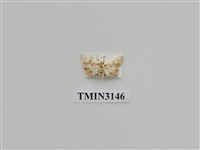 藏品(螟蛾293)的圖片